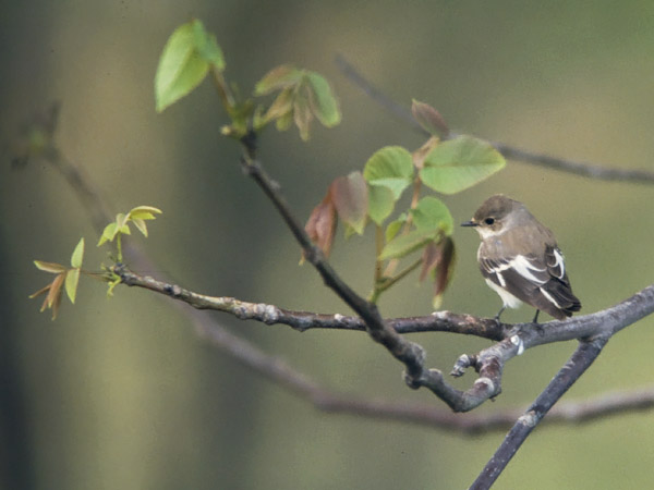 Sepelsieppo, Collared Flycatcher, Ficedula albicollis